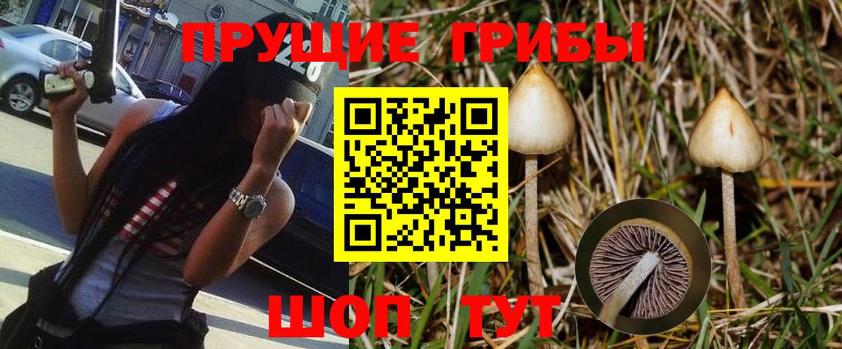 Галлюциногенные грибы Psilocybe Зима